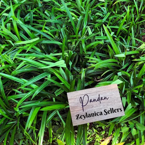 Organic Pandan Leaves - Image 2