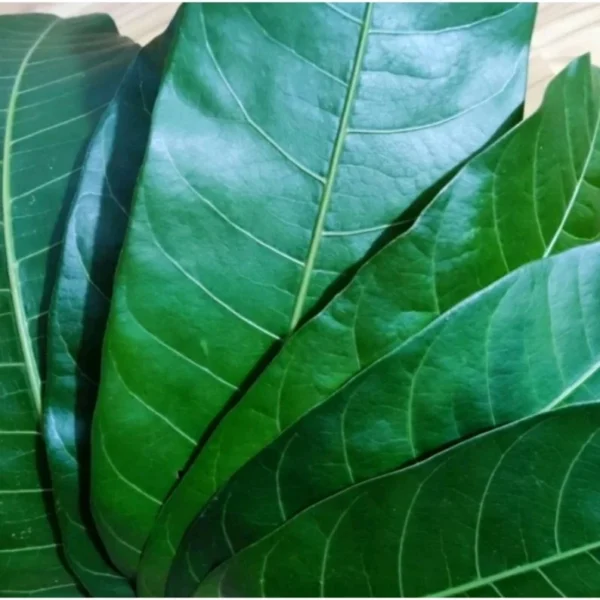 Organic Mango Leaves - Image 2