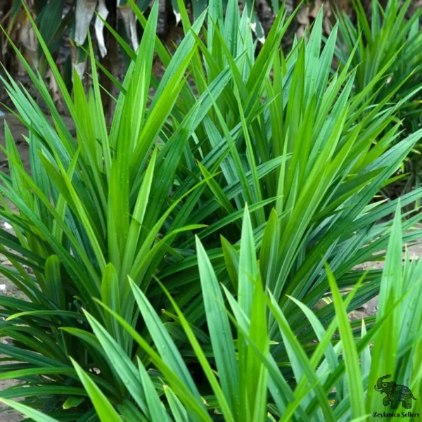 Organic Pandan Leaves - Image 4