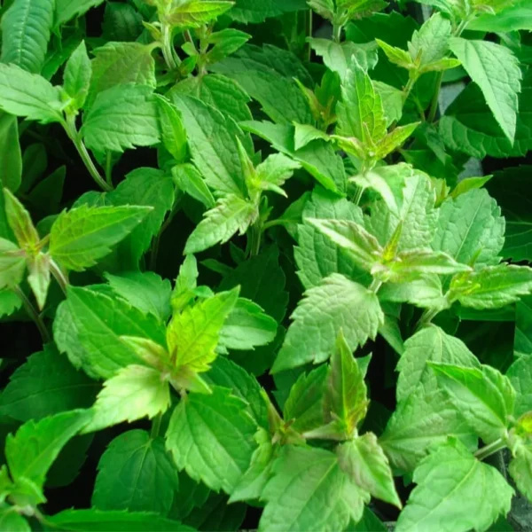 Mexican Dream Herb - Image 3