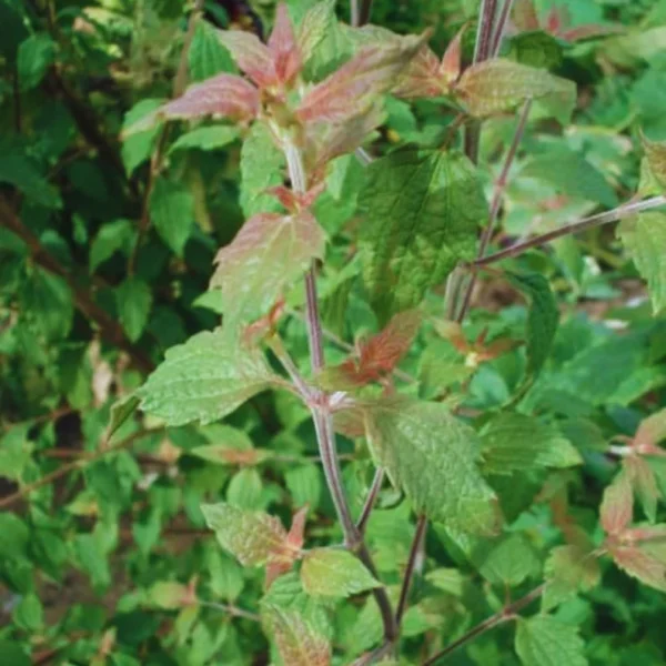 Mexican Dream Herb - Image 4