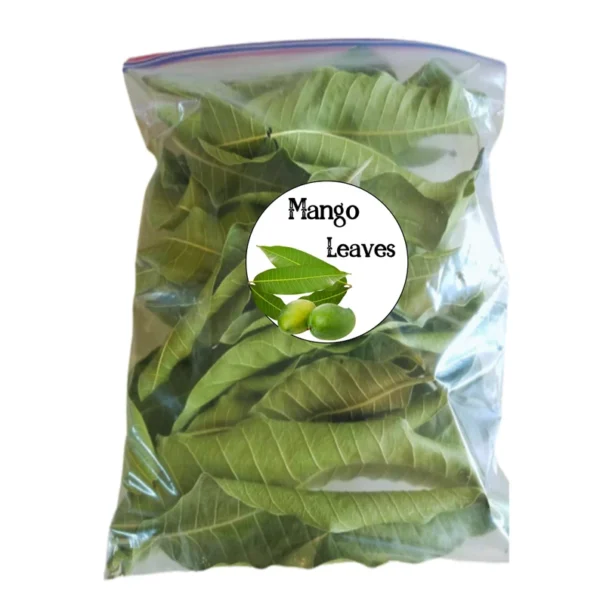 Organic Mango Leaves - Image 3