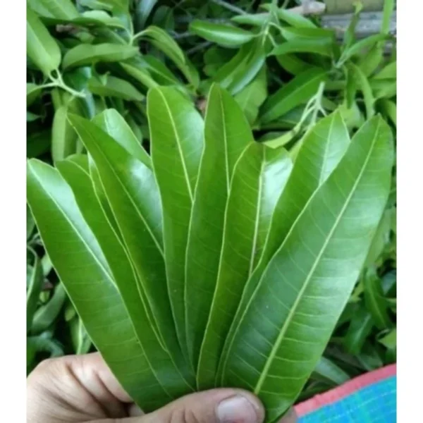 Organic Mango Leaves - Image 4
