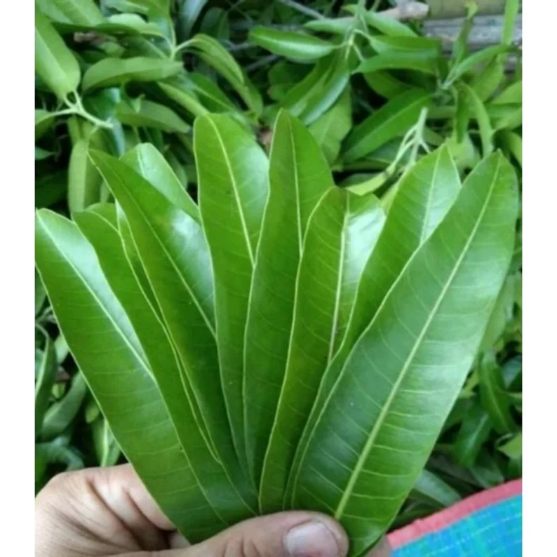 Organic Mango Leaves