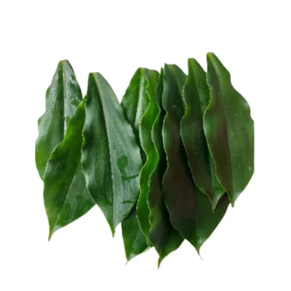 Insulin Plant Leaves Powder - Image 2