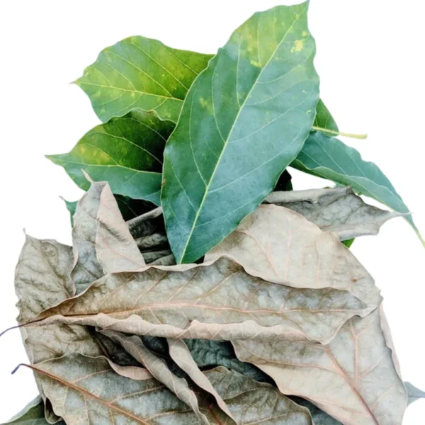 Dried Avocado Leaves - Image 3