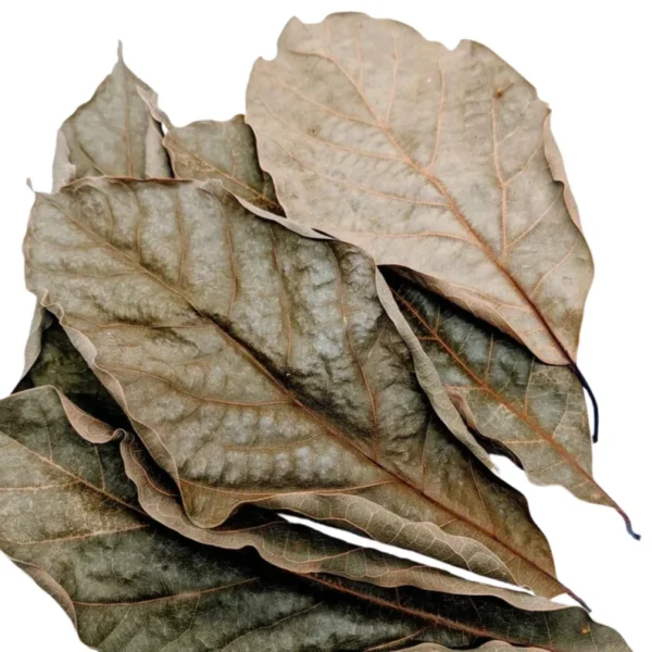 Dried Avocado Leaves - Image 4
