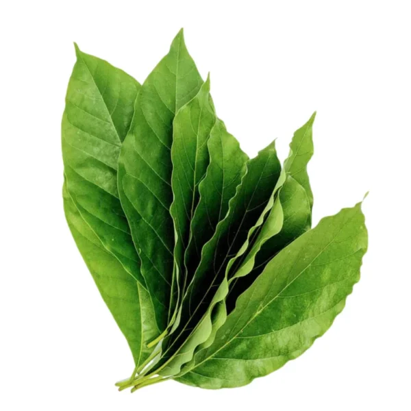 Dried Avocado Leaves - Image 5