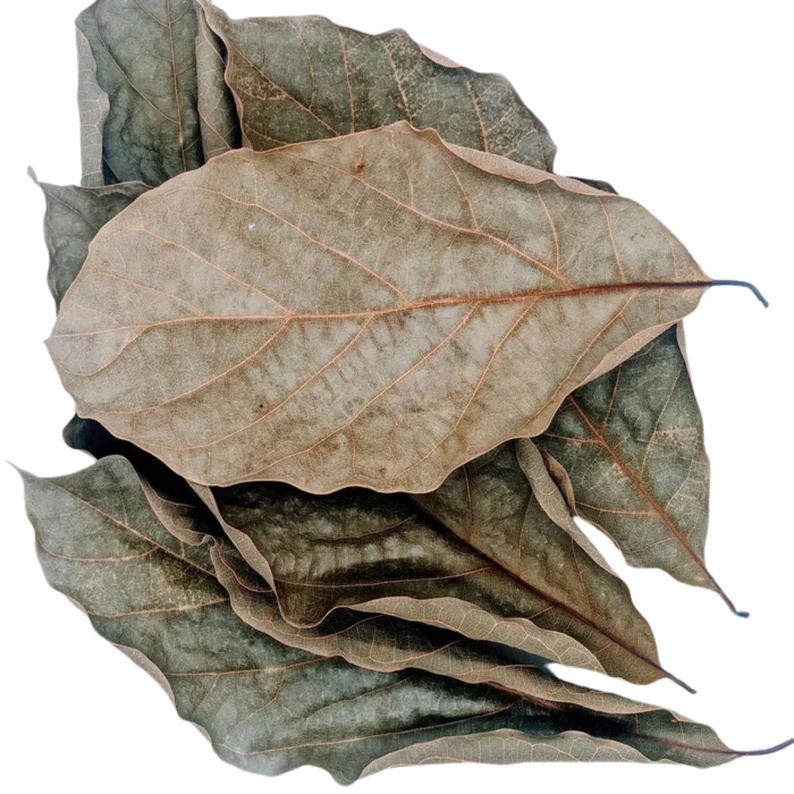 Avacado leaves