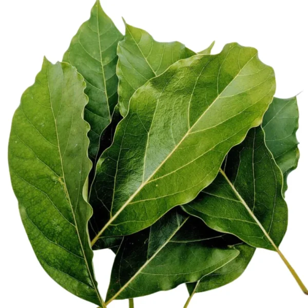 Dried Avocado Leaves - Image 7