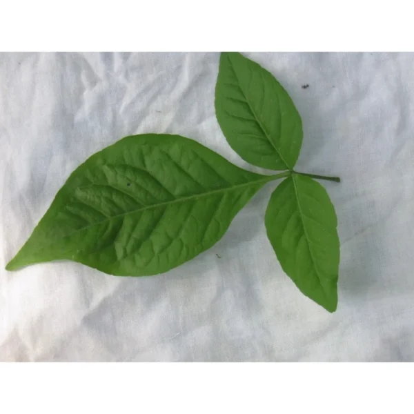Indian Bael Leaves - Image 3