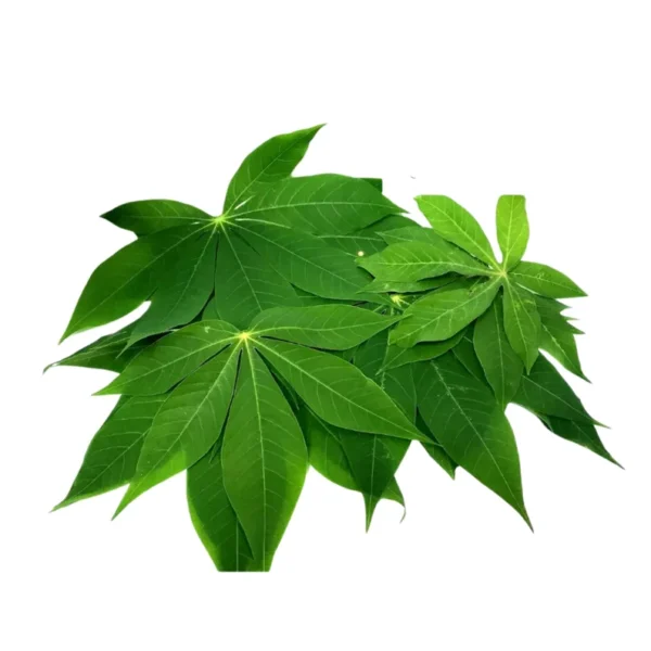 Manioc CASSAVA LEAVES - Image 2