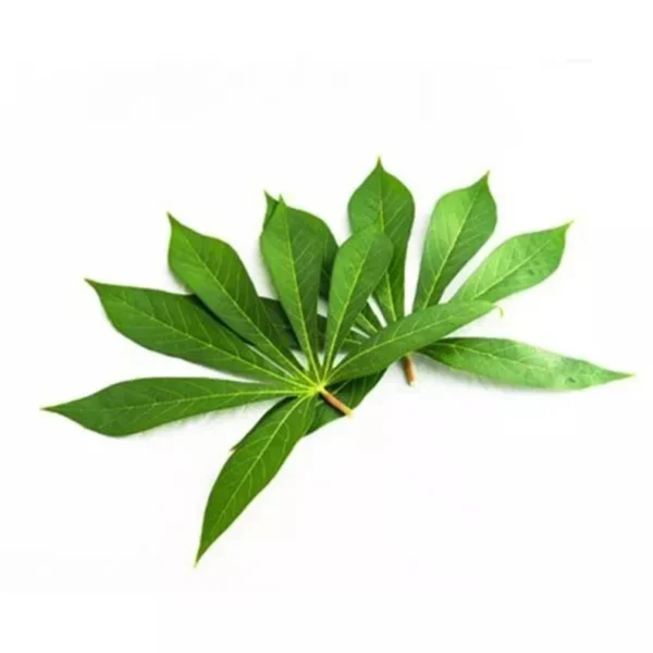 Manioc CASSAVA LEAVES - Image 3