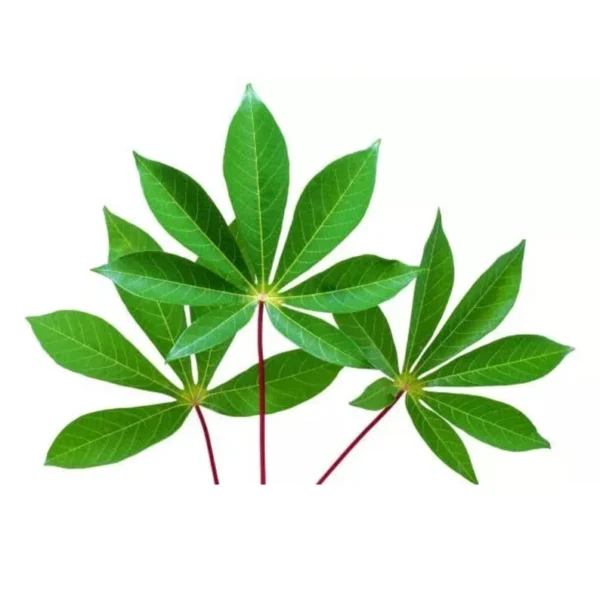 Manioc CASSAVA LEAVES - Image 4