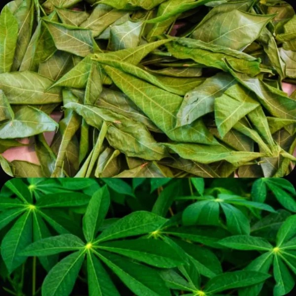 Manioc CASSAVA LEAVES - Image 7