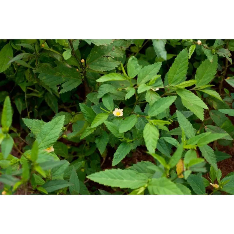 Sida Acuta Whole Plant