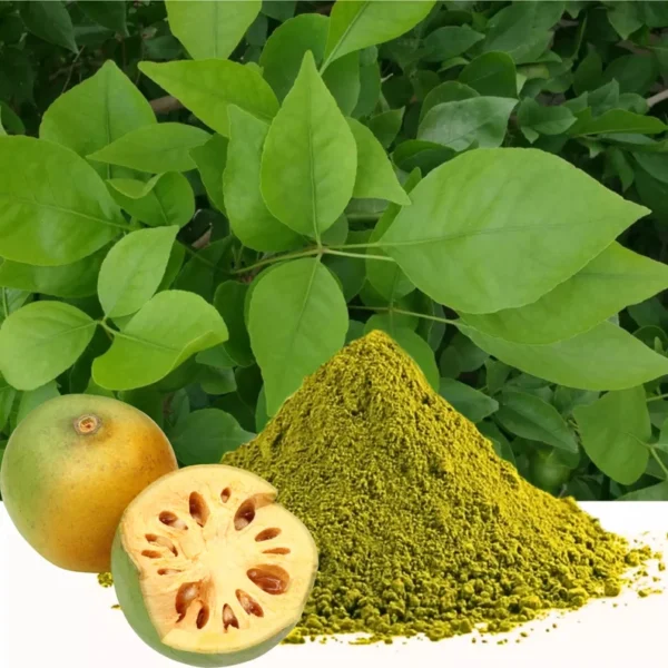 Indian Bael Leaves
