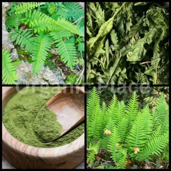 Kalawalla Herb - Image 2