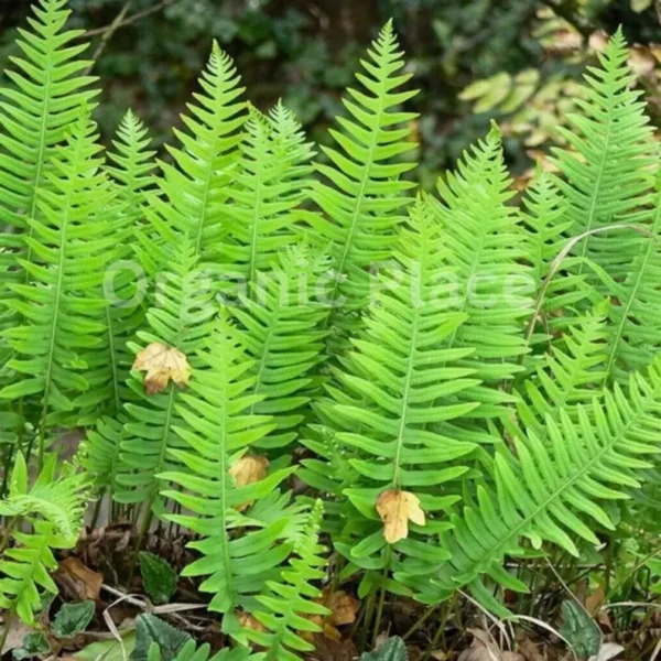 Kalawalla Herb - Image 3