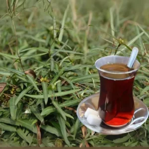 Indian sarsaparilla