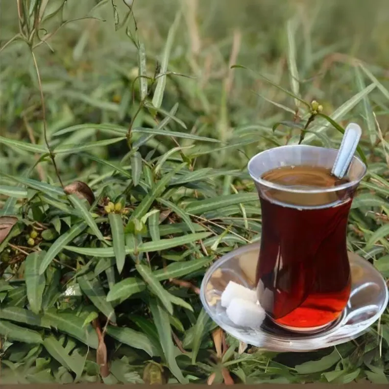 Indian sarsaparilla