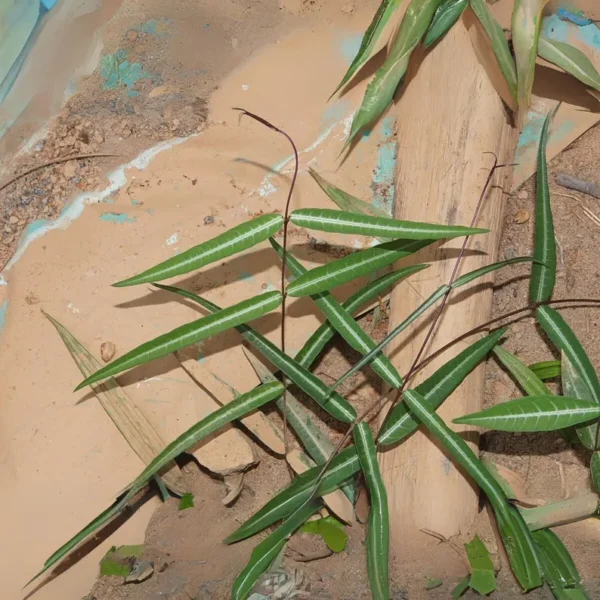 Indian sarsaparilla - Image 4