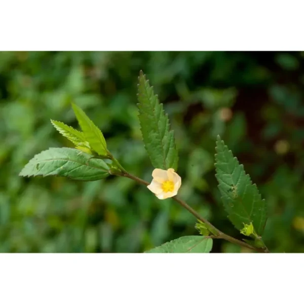 Sida Acuta Whole Plant - Image 3