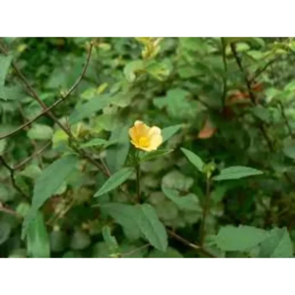 Sida Acuta Whole Plant - Image 4