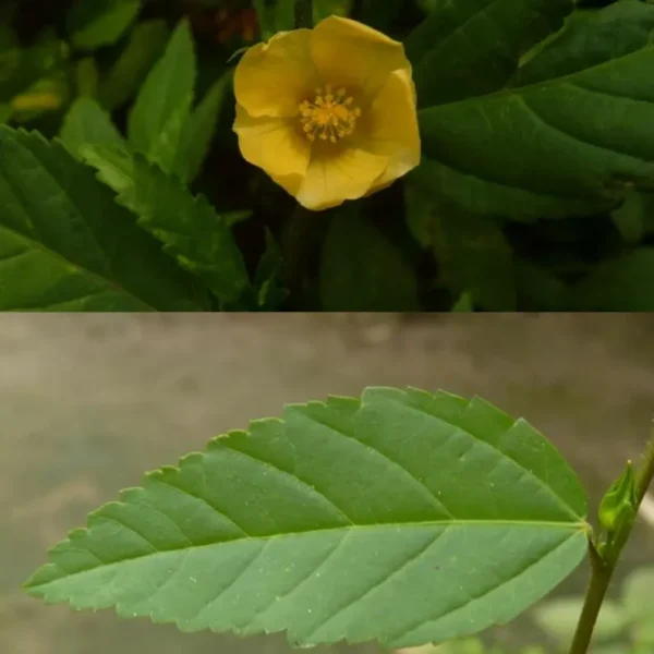 Sida Acuta Whole Plant - Image 5