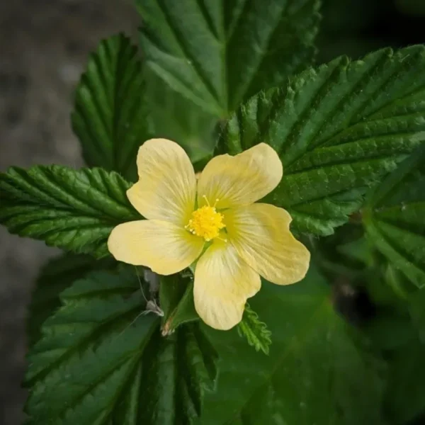 Sida Acuta Whole Plant - Image 6