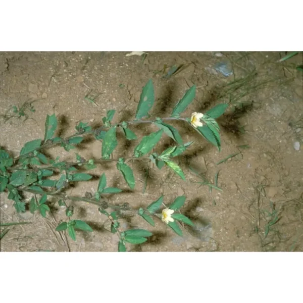 Sida Acuta Whole Plant - Image 7