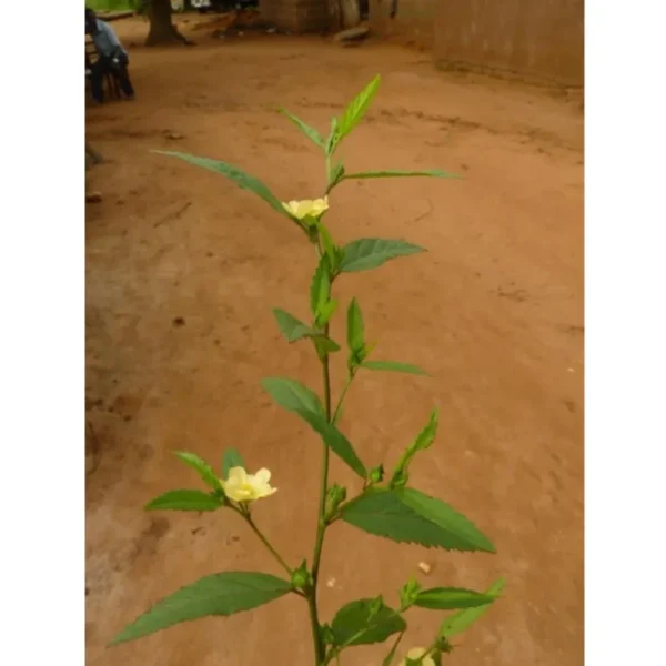 Sida Acuta Whole Plant - Image 8