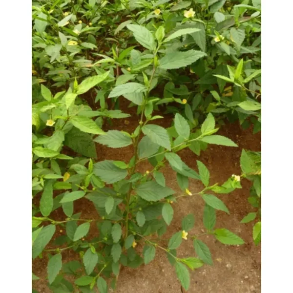 Sida Acuta Whole Plant - Image 9