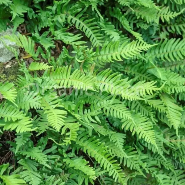 Kalawalla Herb - Image 4