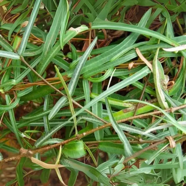 Indian sarsaparilla - Image 5