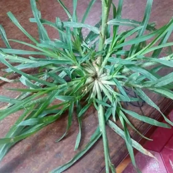 Goose Grass Paragis Plant - Image 2