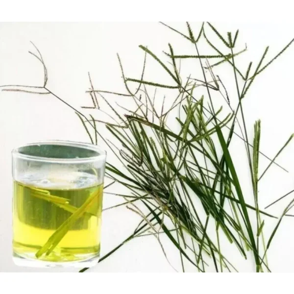 Goose Grass Paragis Plant - Image 3