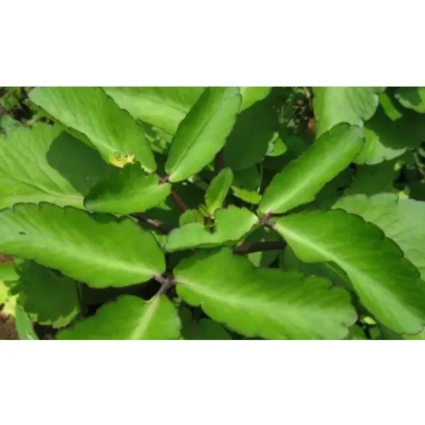 Leaf Of Life herb - Image 3