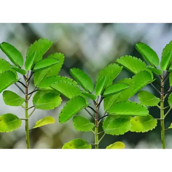 Leaf Of Life herb - Image 4