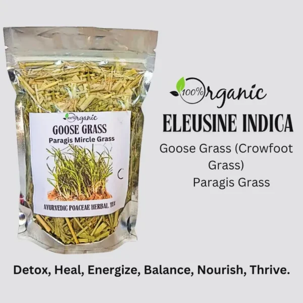 Goose Grass Paragis Plant - Image 5