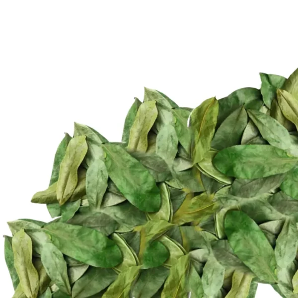 5000 Organic Soursop Leaves - Image 2