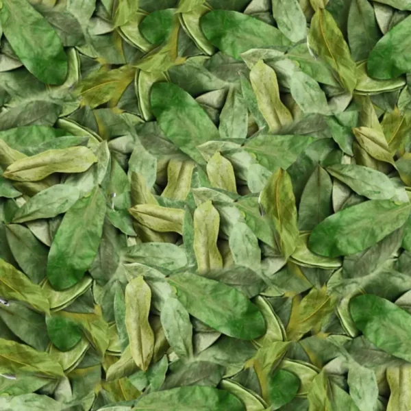 5000 Organic Soursop Leaves - Image 3