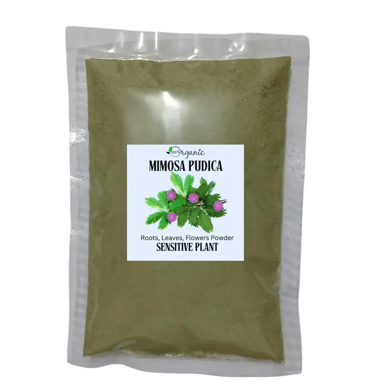 Mimosa Pudica