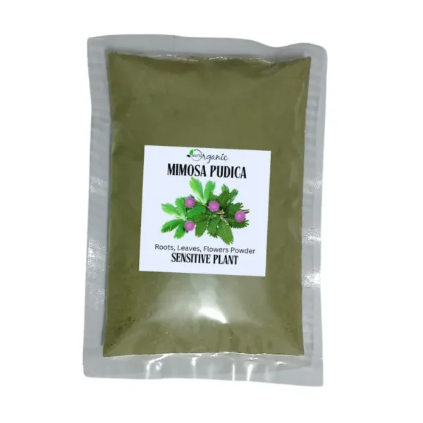 Mimosa Pudica - Image 3