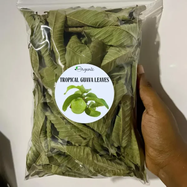 1000 Guava Leaves - Image 3
