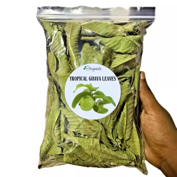 1000 Guava Leaves - Image 4