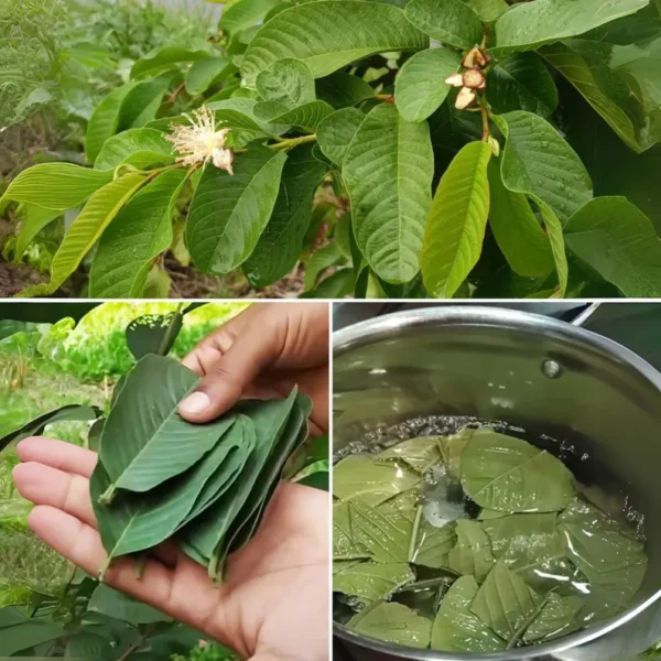 1000 Guava Leaves - Image 5