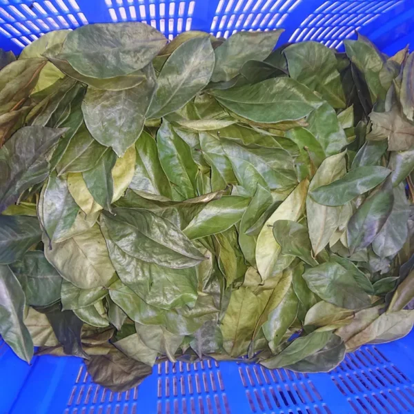 5000 Organic Soursop Leaves - Image 4