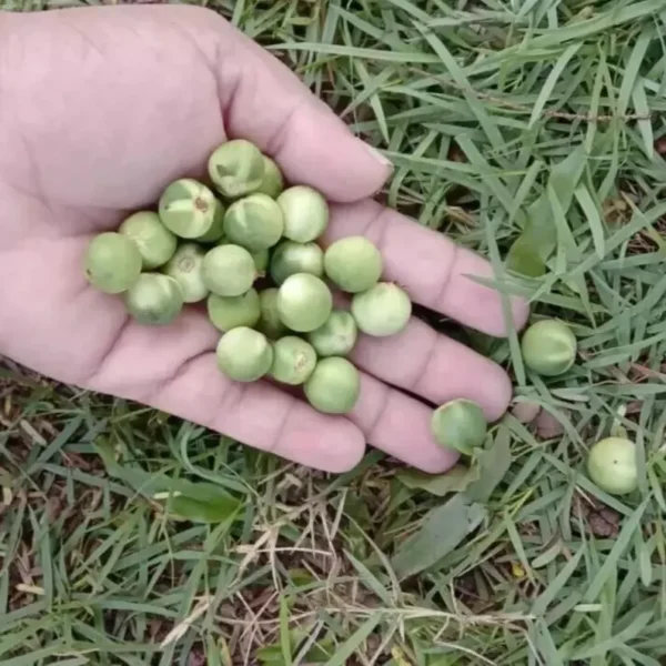 Turkey Berry - Image 6