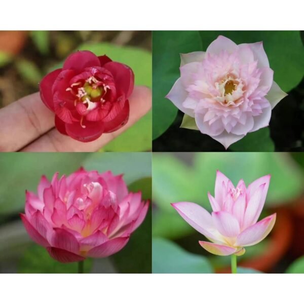 Sacred Lotus Nelumbo nucifera seeds mix pack